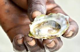 Jamaican Oyster