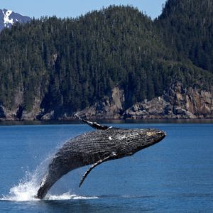 Jumping Whale