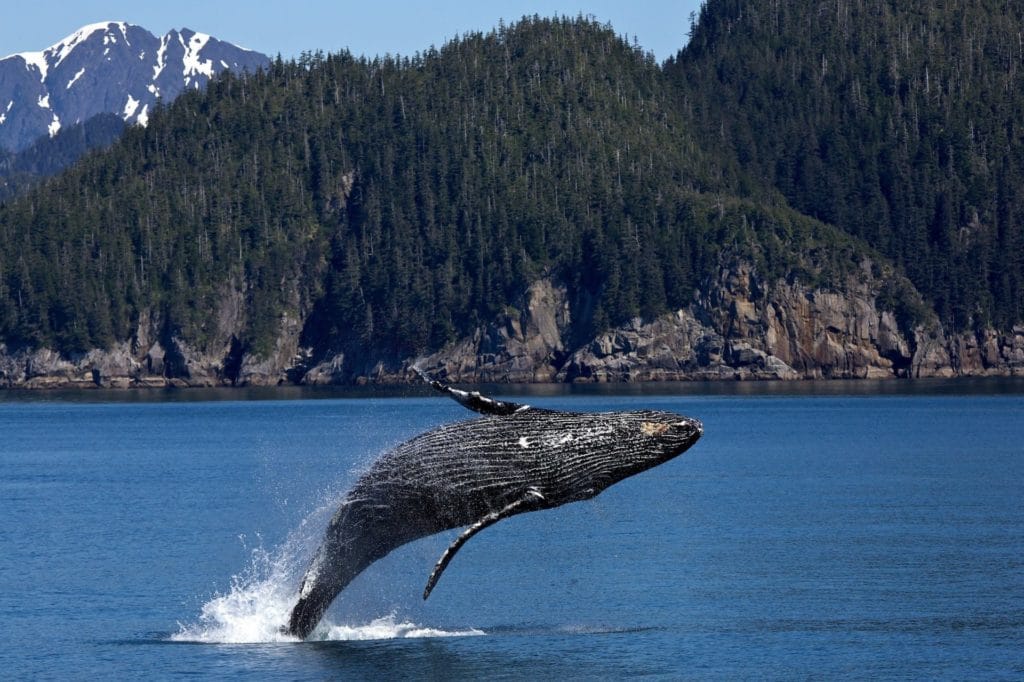 Jumping Whale