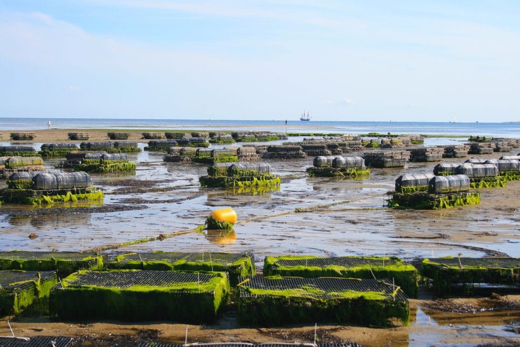 Oyster Farm