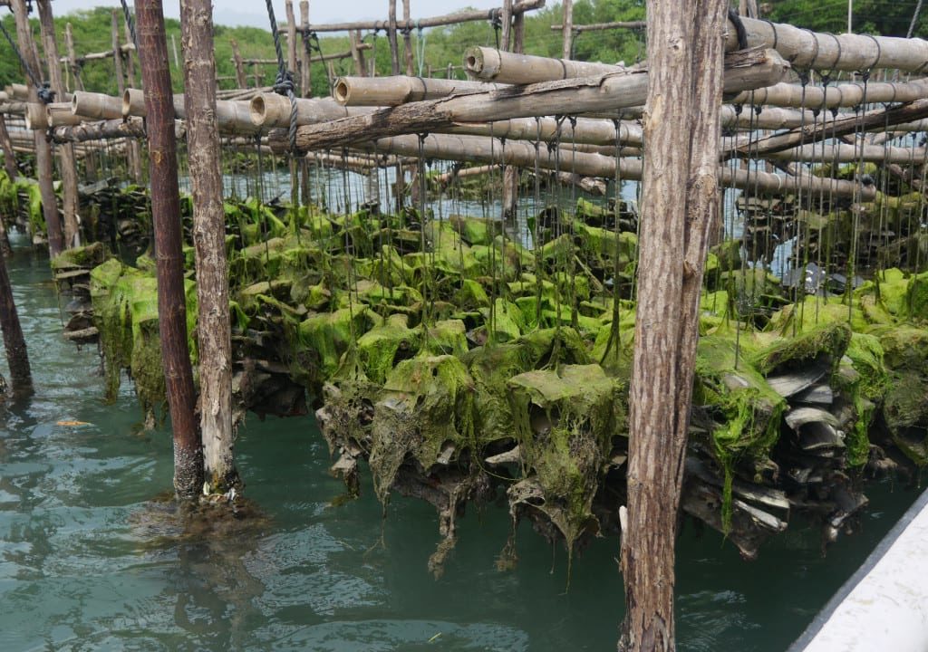 Bowden Oyster Farm