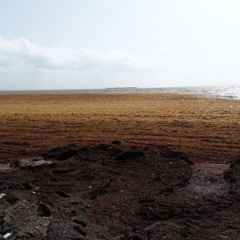 Fight against Sargassum Seaweed